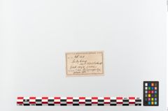 Etikett zu Eisenlanzenspitze (NHMW-PRAE-048328)